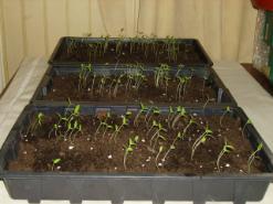 Jessies Mini Garden - Cerise Cherry Tomato Seedlings